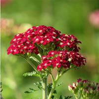 ACHILLEA NEW VINTAGE RED Artistic Landscaping Inc.